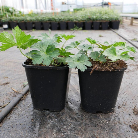 Bodziszek himalajski Johnson`s Blue (C2)